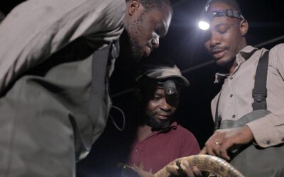 TBA provides skills for crocodile conservation